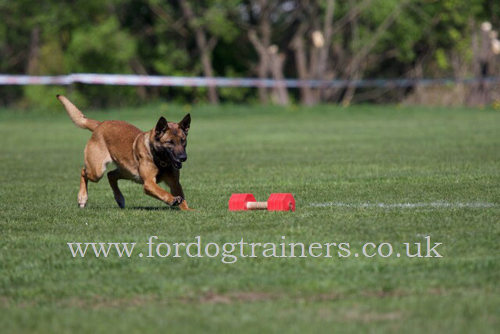 Schutzhund Dumbbell Training